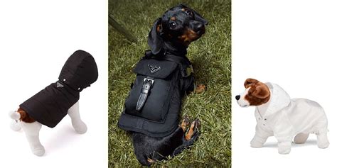 Prada's Dog Raincoat & Jackets Let You Turn The Park